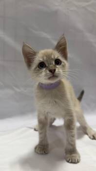 Cupcake -  Domestic Short Hair Cat for Adoption in Fullerton, California - Cupcake | PetCurious