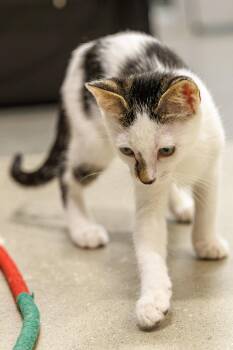 Jazzie -  Domestic Short Hair Cat for Adoption in St. Cloud, Florida - Jazzie | PetCurious