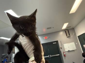 RANCH -  Domestic Short Hair Cat for Adoption in Thousand Palms, California - RANCH | PetCurious