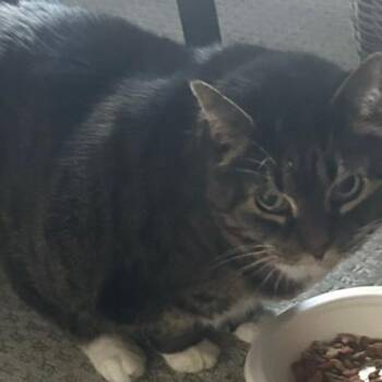 Tabby Cats Available for Adoption in Egg Harbor City, New Jersey - Tigress-Owner Passed Away | PetCurious