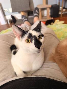 Domestic Short Hair Cats Available for Adoption in Chicago, Illinois - Domino | PetCurious