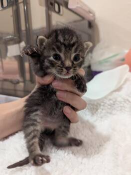 Meowriana Grande -  Tabby and Domestic Short Hair Cat for Adoption in Fremont, California - Meowriana Grande | PetCurious