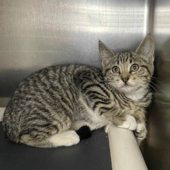 Domestic Short Hair Cats Available for Adoption in Roanoke, Virginia - Lilac | PetCurious