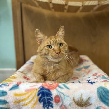 Wordle -  Domestic Short Hair Cat for Adoption in Fargo, North Dakota - Wordle | PetCurious