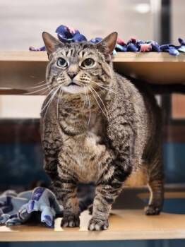 Rescue Domestic Short Hair Cats for Adoption in Pequot Lakes, Minnesota - Bella | PetCurious