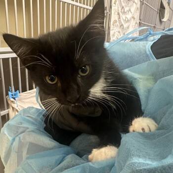 Skunk -  Domestic Short Hair Cat for Adoption in Westhampton, New York - Skunk | PetCurious