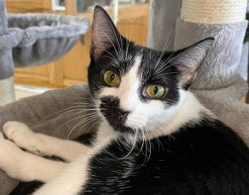 Rescue Domestic Short Hair Cats for Adoption in Morgantown, West Virginia - Miss Moo | PetCurious