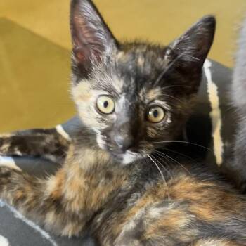 Domestic Short Hair Cats Available for Adoption in Santa Rosa, California - Peaches | PetCurious