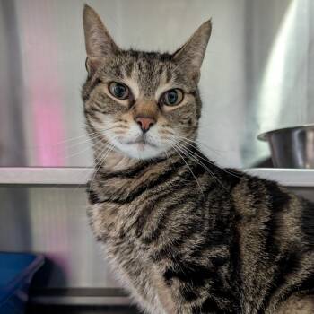 Domestic Short Hair Cats Available for Adoption - Sky | PetCurious