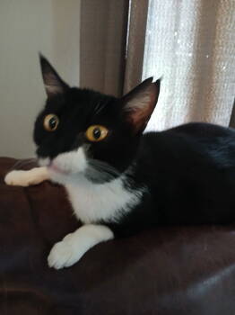 Rescue Domestic Short Hair Cats for Adoption in Longwood, Florida - Bon Bon | PetCurious