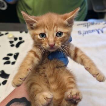 Rowan (green collar) -  Domestic Short Hair Cat for Adoption in Mt. Juliet, Tennessee - Rowan (green Collar) | PetCurious
