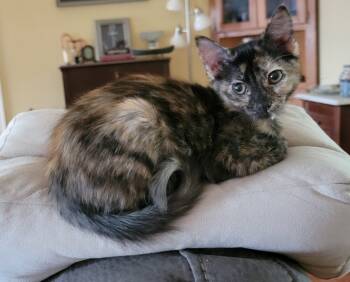 Rescue Domestic Short Hair Cats for Adoption in Dallas, Texas - Satin TT 1 | PetCurious