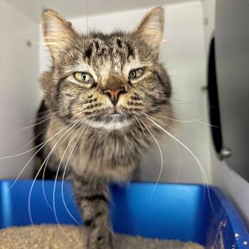 Rescue Domestic Long Hair Cats for Adoption in Matteson, Illinois - Babycakes | PetCurious