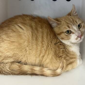 Domestic Medium Hair Cats Available for Adoption in Columbiana, Alabama - Fractious Mortimer | PetCurious