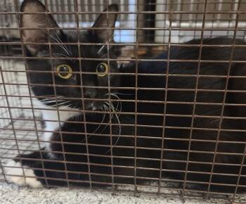 A659150 -  Domestic Short Hair Cat for Adoption in Houston, Texas - A659150 | PetCurious
