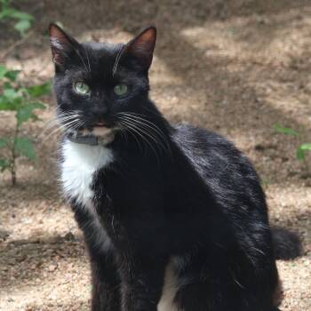 Mija (cattery) -  Domestic Short Hair Cat for Adoption in San Antonio, Texas - Mija (cattery) | PetCurious