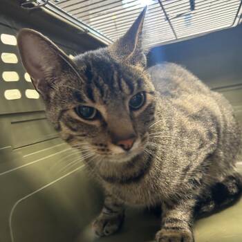 Jekyll -  Domestic Short Hair Cat for Adoption in Eureka Springs, Arkansas - Jekyll | PetCurious