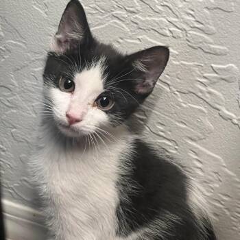 Ricardo -  Domestic Short Hair Cat for Adoption in Chandler, Arizona - Ricardo | PetCurious