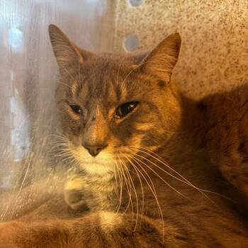 Domestic Short Hair Cats Available for Adoption in Philadelphia, Pennsylvania - Pirate | PetCurious