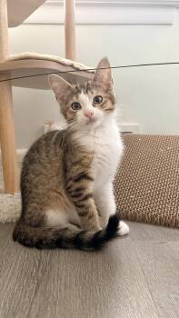 Alexander -  Domestic Short Hair Cat for Adoption in Walled Lake, Michigan - Alexander | PetCurious