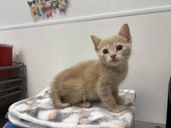 Russet -  Domestic Short Hair Cat for Adoption in Kansas City, Missouri - Russet | PetCurious