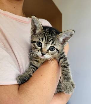 Rescue Domestic Short Hair Cats for Adoption in Chapel Hill, North Carolina - Gooseberry | PetCurious