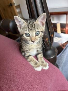 Emerson -  Domestic Short Hair Cat for Adoption in Green Valley, Arizona - Emerson | PetCurious