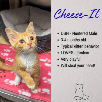 Cheese It -  Domestic Short Hair Cat for Adoption in Junction City, Kansas - Cheese It | PetCurious