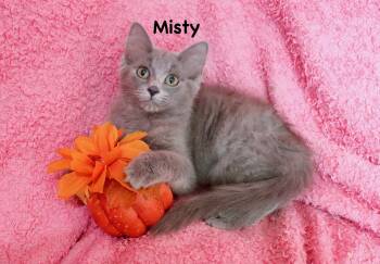 Misty -  Domestic Long Hair and Maine Coon Cat for Adoption in St. Augustine, Florida - Misty | PetCurious