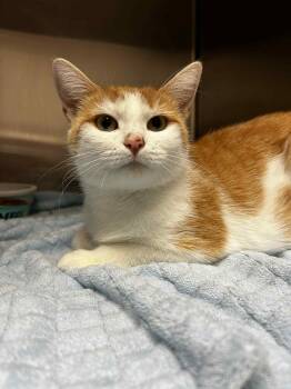 Rescue Domestic Short Hair Cats for Adoption in Chambersburg, Pennsylvania - Sue Sylvester | PetCurious