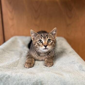 Knack--In Foster -  Domestic Short Hair Cat for Adoption in Fargo, North Dakota - Knack--In Foster | PetCurious