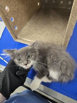 COTTONBALL -  Domestic Long Hair Cat for Adoption in Hagerstown, Maryland - COTTONBALL | PetCurious