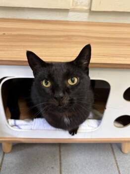 Domestic Short Hair Cats Available for Adoption - Poncho | PetCurious