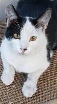 Rescue Domestic Short Hair Cats for Adoption in San Diego, California - Wyatt | PetCurious