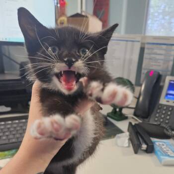 Meowster -  Domestic Short Hair Cat for Adoption in Greensboro, North Carolina - Meowster | PetCurious