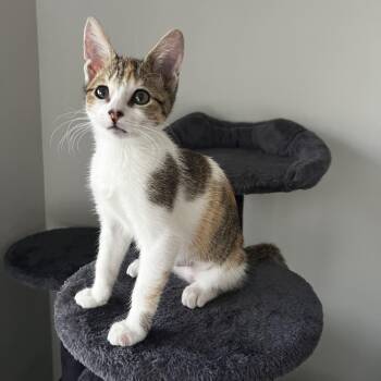 Purridith Grey -  Domestic Short Hair Cat for Adoption in Sunrise, Florida - Purridith Grey | PetCurious