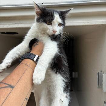 Charles -  Domestic Short Hair Cat for Adoption in Chattanooga, Tennessee - Charles | PetCurious