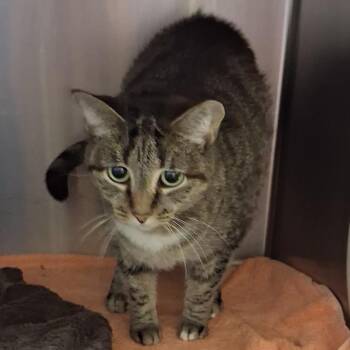 Pampers -  Domestic Short Hair Cat for Adoption in York, Pennsylvania - Pampers | PetCurious