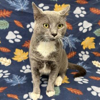 Atticus -  Domestic Short Hair Cat for Adoption in Valdosta, Georgia - Atticus | PetCurious