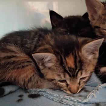 kara -  Domestic Short Hair Cat for Adoption in Show Low, Arizona - Kara | PetCurious