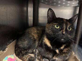 Rescue Domestic Short Hair Cats for Adoption in Braintree, Massachusetts - Fallon - The Queen Bee? | PetCurious