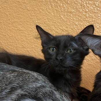 Max -  Domestic Short Hair Cat for Adoption in Fresno, California - Max | PetCurious