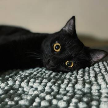 Rescue Domestic Short Hair Cats for Adoption in Los Angeles, California - Tenerina | PetCurious