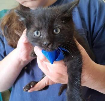 Rescue Domestic Medium Hair Cats for Adoption in Cleveland, Alabama - F169 | PetCurious