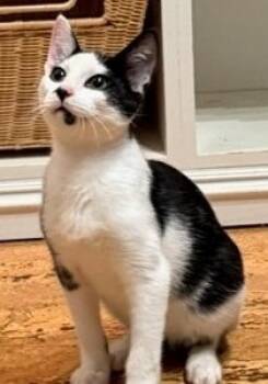 Rescue Domestic Short Hair Cats for Adoption in Cumberland, Maine - Milo | PetCurious