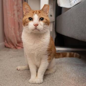 American Shorthair Cats Available for Adoption in Bloomfield, New Jersey - Sandals | PetCurious