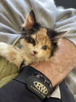 Lizzie -  Calico Cat for Adoption in Canal Winchester, Ohio - Lizzie | PetCurious