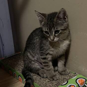 Kira -  Domestic Short Hair Cat for Adoption in Inman, South Carolina - Kira | PetCurious