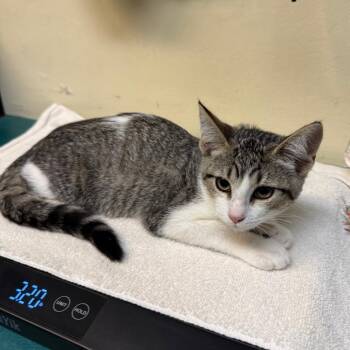 Purrsephone -  Domestic Short Hair Cat for Adoption in Pasadena, California - Purrsephone | PetCurious
