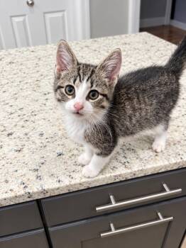 Pinky -  Domestic Short Hair Cat for Adoption in Pickerington, Ohio - Pinky | PetCurious